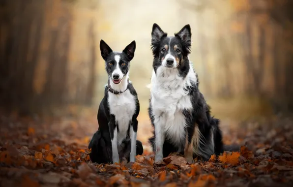 Картинка осень, собаки, взгляд, деревья, парк, вместе, листва, пара, парочка, друзья, боке, сидят, черно-белые, две собаки, …