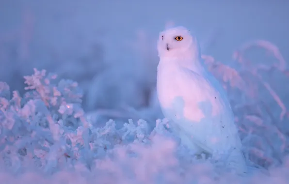 Картинка зима, иней, взгляд, свет, снег, сова, птица, красота, утро, мороз, белая, полярная, полярная сова, сиреневый …