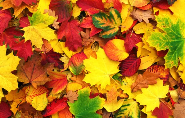Картинка осень, листья, фон, colorful, клен, background, autumn, leaves, осенние, maple