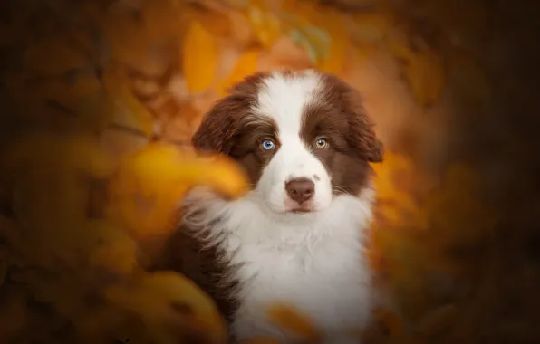 Картинка осень, взгляд, собака, щенок, мордашка, боке