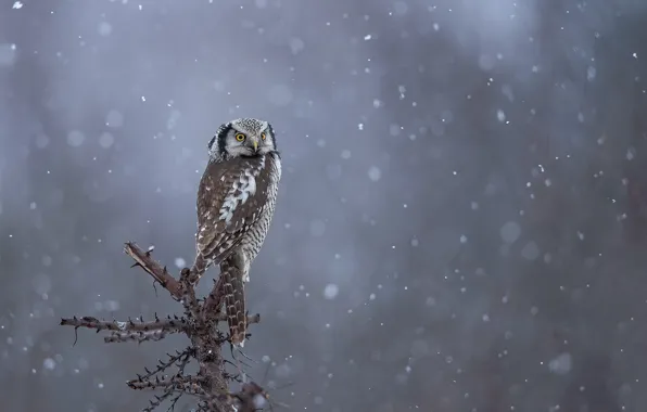 Картинка зима, взгляд, снег, ветки, природа, фон, сова, птица, снегопад, сук, сыч