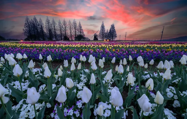 Картинка поле, небо, облака, деревья, закат, цветы, весна, мельница, фиолетовые, тюльпаны, белые, много, разные, ряды, Голландия, …