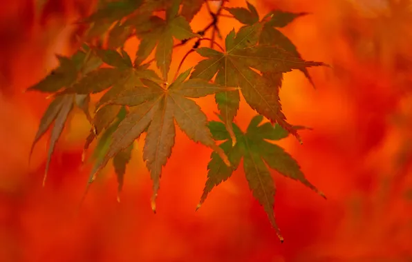 Картинка осень, листья, макро, фон, ветка, японский клён, листья клёна