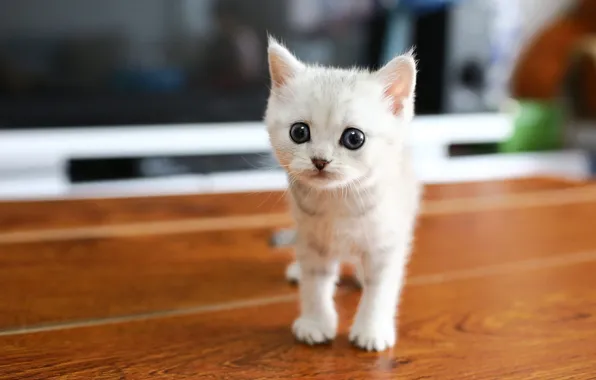 Картинка кошка, белый, взгляд, котенок, малыш, пол, мордашка, серые глаза, боке, шотландский