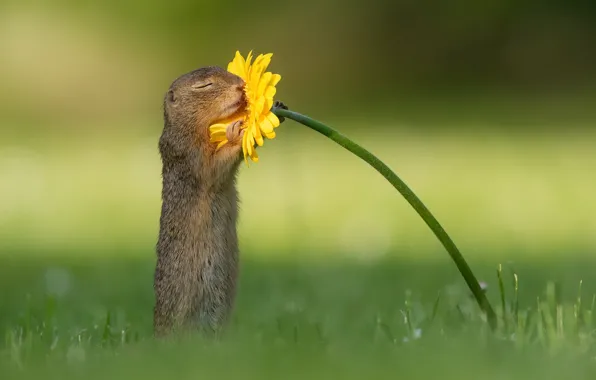 Картинка flower, nature, squirrel, wildlife, smell