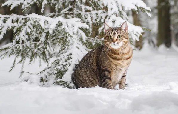 Картинка зима, кошка, кот, снег, котейка, Максим Вышарь