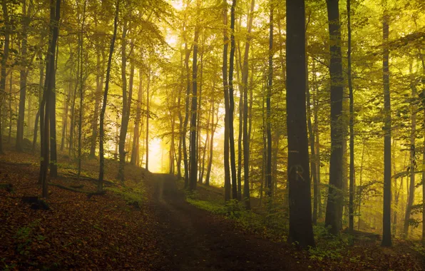 Картинка дорога, осень, лес, свет, деревья, туман, склон, дымка
