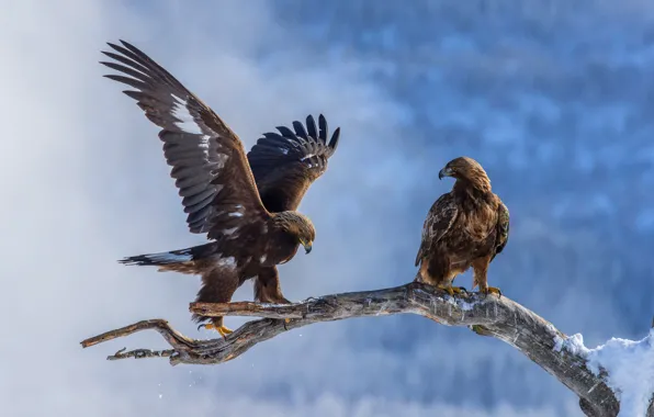 Картинка зима, снег, птицы, природа, орел, две, крылья, ветка, пара, орёл, орлы, два, взмах, голубой фон, …