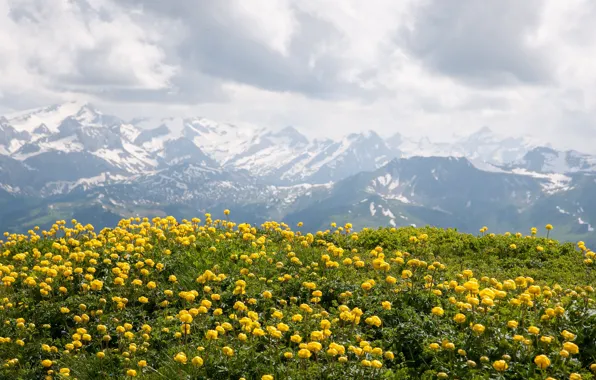 Картинка цветы, горы, вершины, желтые