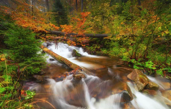 Картинка осень, лес, деревья, природа, река, камни, Польша, Sośnicki Michał