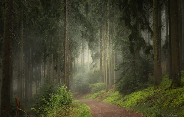 Картинка лес, трава, деревья, туман, тропинка