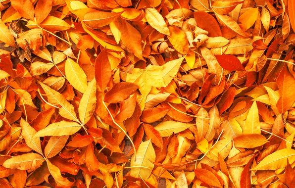 Картинка осень, листья, фон, желтые, colorful, yellow, background, autumn, leaves, осенние