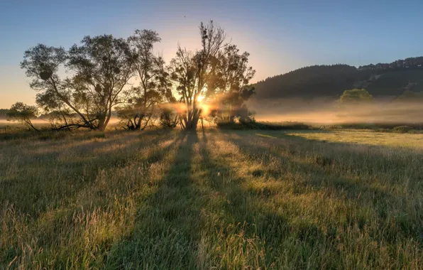 Картинка поле, дерево, рассвет, утро, Германия