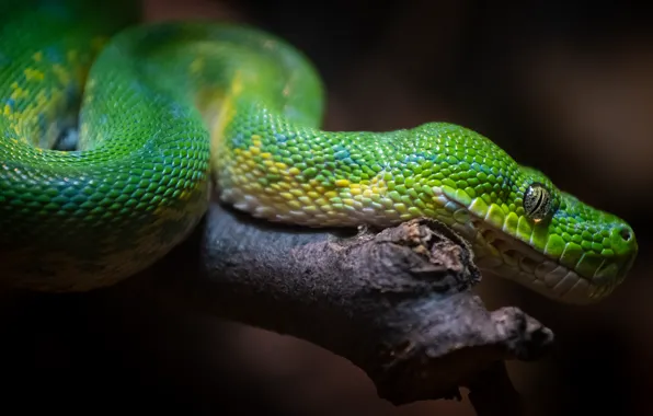 Картинка темный фон, змея, питон, зеленая, сук, рептилия