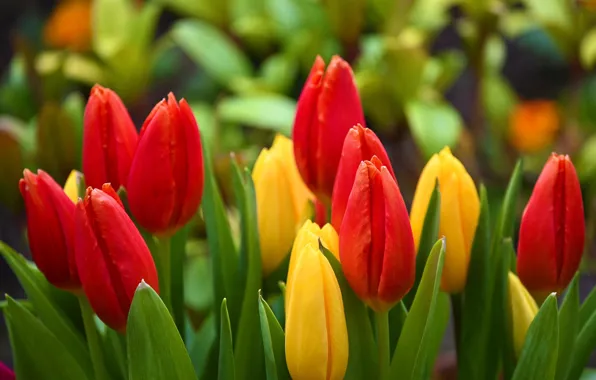 Картинка природа, весна, тюльпаны, боке