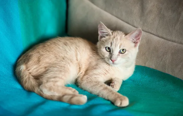 Картинка кошка, взгляд, котенок, диван, рыжий, мордочка, милый, ткань, лежит, котёнок, персиковый
