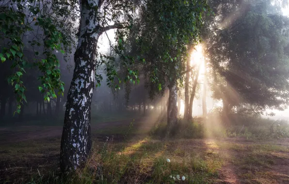 Картинка лес, лето, солнце, лучи, свет, туман, поляна, листва, утро, береза, березы, роща