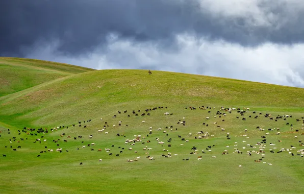 Картинка горы, овцы, пастбище, стадо, отара