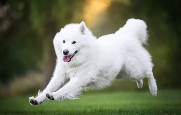 Картинка трава, радость, настроение, прыжок, собака, бег, прогулка, Самоед