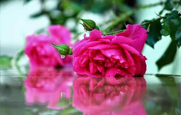 Картинка цветок, вода, капли, отражение, розовая, роза, стебель, лежит, бутоны, боке, яркая