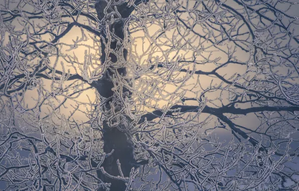 Картинка зима, ветки, дерево, мороз, изморозь