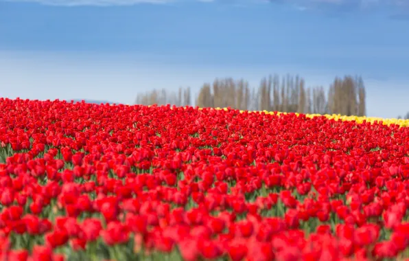 Картинка поле, небо, тюльпаны, красные, плантация