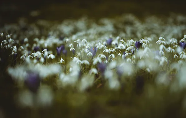 Картинка трава, цветы, поляна, размытие, весна, фиолетовые, крокусы, белые, много, боке, подснежникии