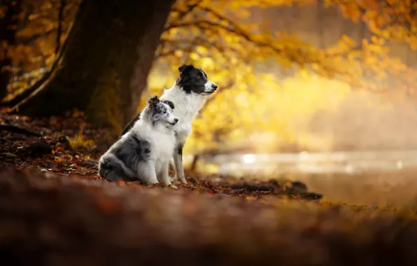 Картинка осень, собаки, друзья