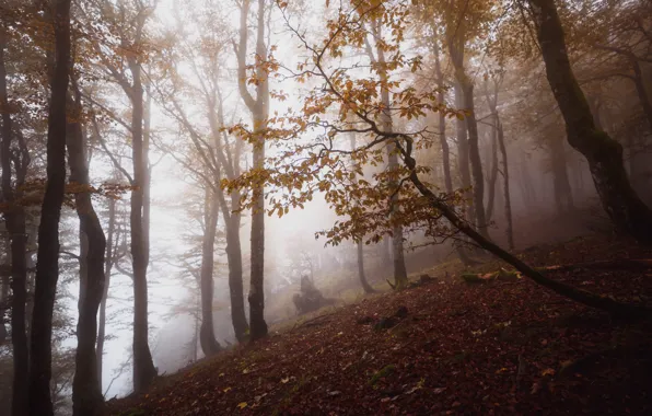 Картинка осень, лес, деревья, туман