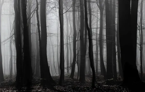 Картинка лес, деревья, природа, туман