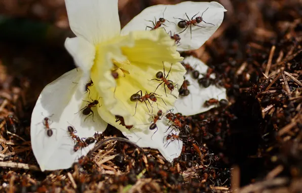 Картинка природа, весна, муравьи