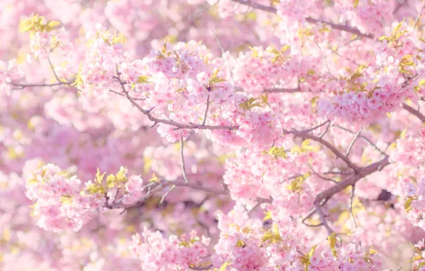 Картинка свет, цветы, ветки, настроение, красота, весна, сакура, розовые, нежно, много, боке