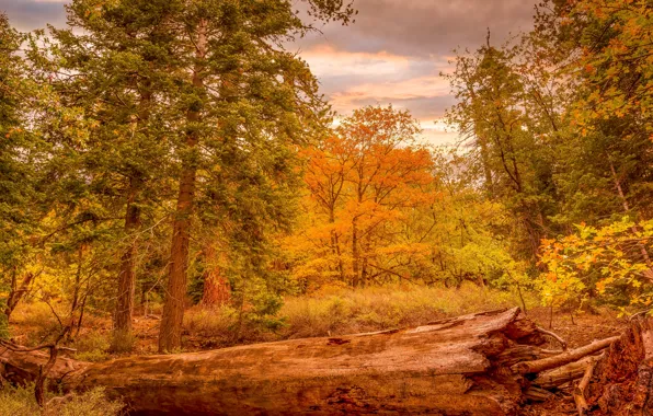 Картинка осень, лес, деревья, бревно, золотая осень