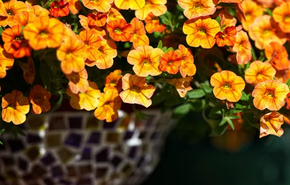 Картинка цветы, оранжевые, вазон, петуния, петунии, калибрахоа