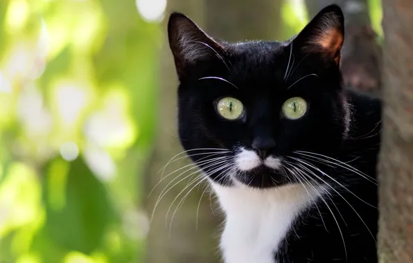 Картинка кошка, кот, взгляд, морда, свет, фон, черный, портрет, зеленые глаза, котэ, боке