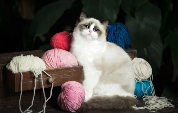 Картинка кошка, кот, взгляд, листья, ящик, голубые глаза, нитки, комод, красава, клубки, пряжа, рэгдолл