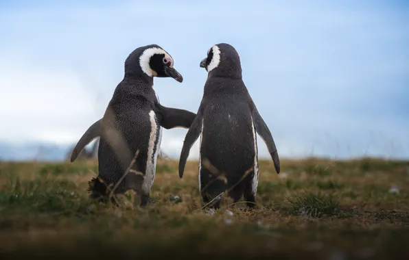 Картинка небо, трава, пингвины, пара, Antarctic Penguins