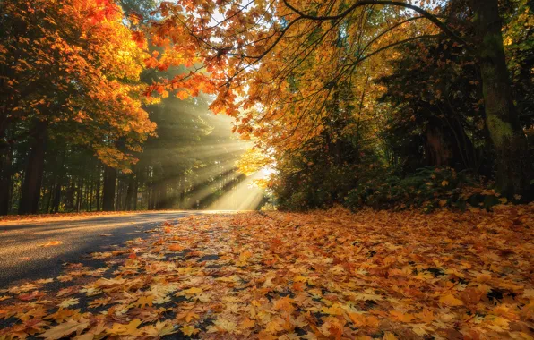 Картинка дорога, осень, лес, листья, лучи, свет, деревья, ветки, парк, листва, желтые, красные, оранжевые, кленовые, осенние, …
