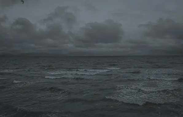 Картинка Grey, Bird, Ocean, Sea