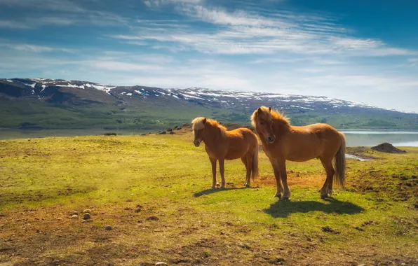 Картинка поле, горы, две, кони, лошади, пара, рыжие, Исландия, исландские