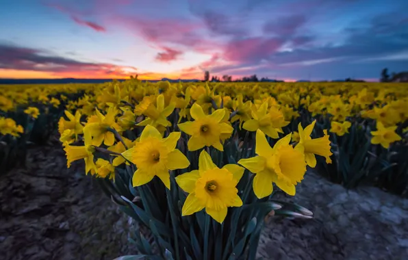 Картинка цветы, восход, рассвет, утро, нарциссы, плантация, Washington State, Skagit Valley