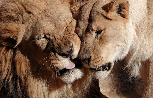 Картинка любовь, лев, дикие кошки, львы, парочка, львица, морды