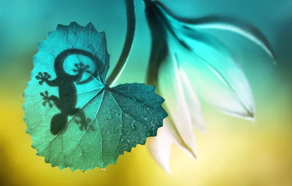 Картинка цветок, макро, природа, лист, тень, геккон, ящерка
