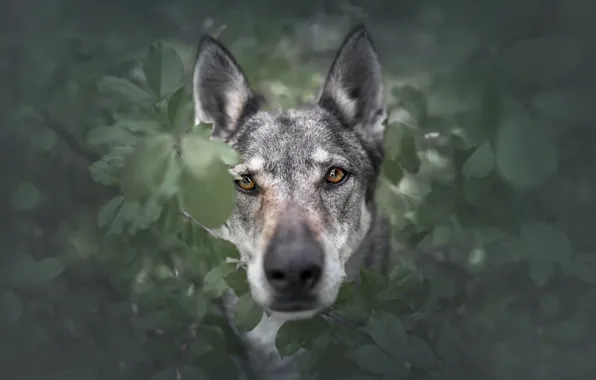 Картинка взгляд, морда, листья, портрет, собака, волчья собака Сарлоса