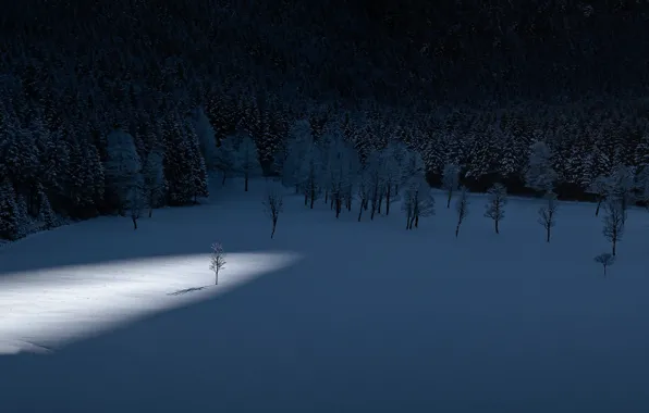 Картинка зима, лес, свет, тень