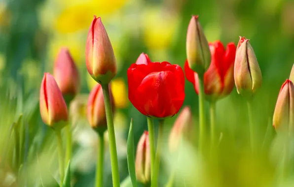 Картинка цветы, тюльпаны, красные, бутоны, боке