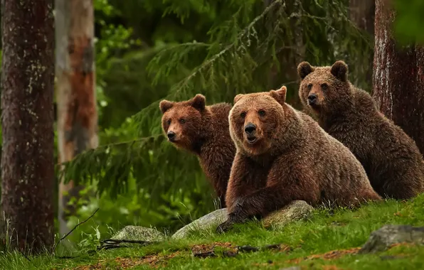 Картинка лес, взгляд, природа, ель, медведь, медведи, три, медвежонок, медвежата, два, семейство, медведица, три медведя