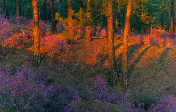 Картинка лес, деревья, пейзаж, закат, природа, весна, вечер, тени, цветение, кусты, Владимир Рябков, багульник, Забайкалье