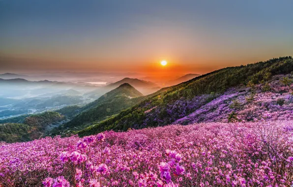 Картинка цветы, горы, рассвет, весна