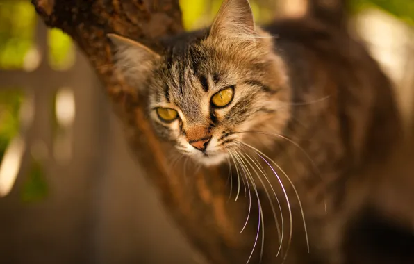 Картинка кошка, кот, мордочка, боке, котейка, Виктория Герасименко